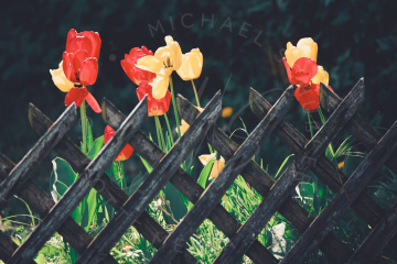 Tulpen