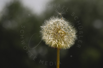 Pusteblume