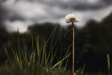 Pusteblume in der Wiese