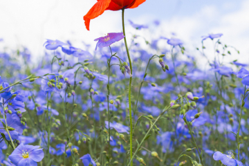 roter Mohn - hochkant