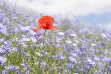 roter Mohn - queer