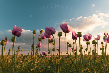 Pink Poppies 1  (pinker Mohn)