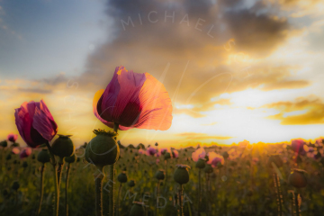 Pink Poppies 2  (pinker Mohn)