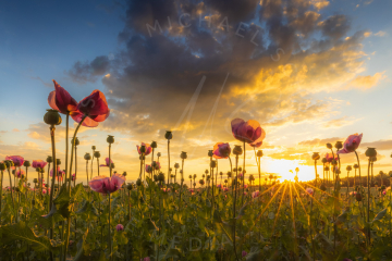 Pink Poppies 3  (pinker Mohn)