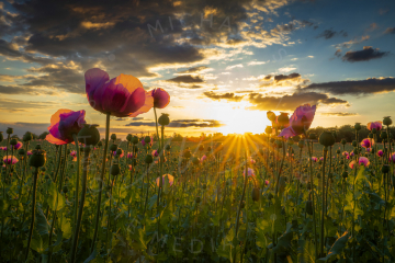 Pink Poppies 4  (pinker Mohn)