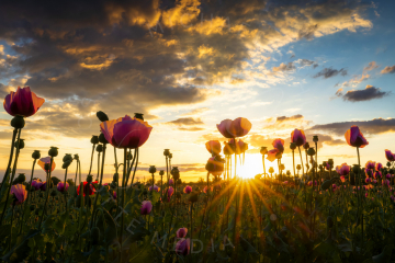Pink Poppies 5  (pinker Mohn)