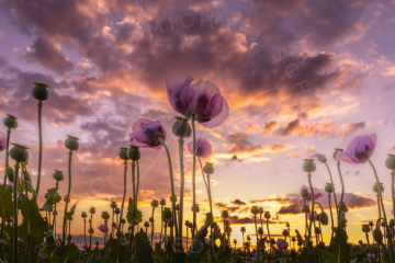 Pink Poppies 6 (pinker Mohn)