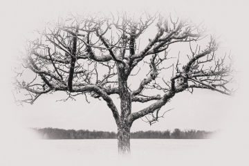 Ein einsamer Baum in Hemmingen