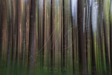Wald