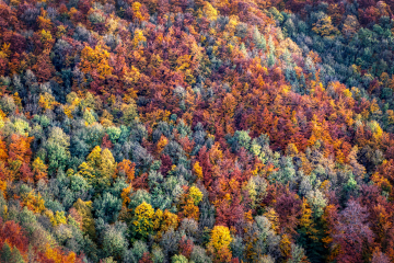 Herbstwald auf dern Schwäbischen Alb