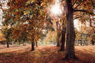 Herbst am Schloß Monrepos bei Ludwigsburg 1