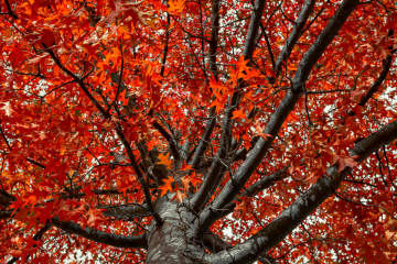 Herbst am Schloß Monrepos bei Ludwigsburg 2