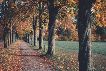 Herbst am Schloß Solitude bei Stuttgart 1