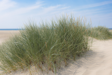 2021-07-24-Strand-Duenen-Moewen-SPO-003