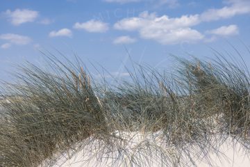 2021-07-24-Strand-Duenen-Moewen-SPO-006
