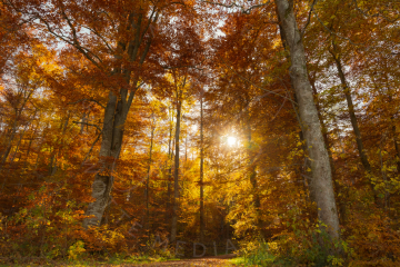 Sonne im Herbst