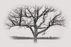 Ein einsamer Baum in Hemmingen