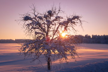 2021-01-15-Schwarzwald-Kniebis-Nagoldtalsperre-37