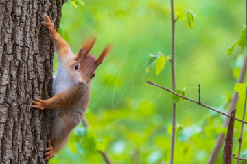 Eichhörnchen