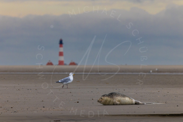 2023-01-16-SPO-Seehund-Leuchtturm-034-unbenannt