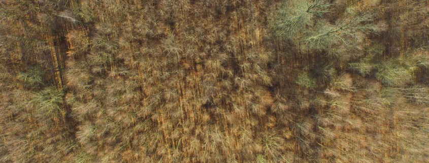 Wald aus der Luft